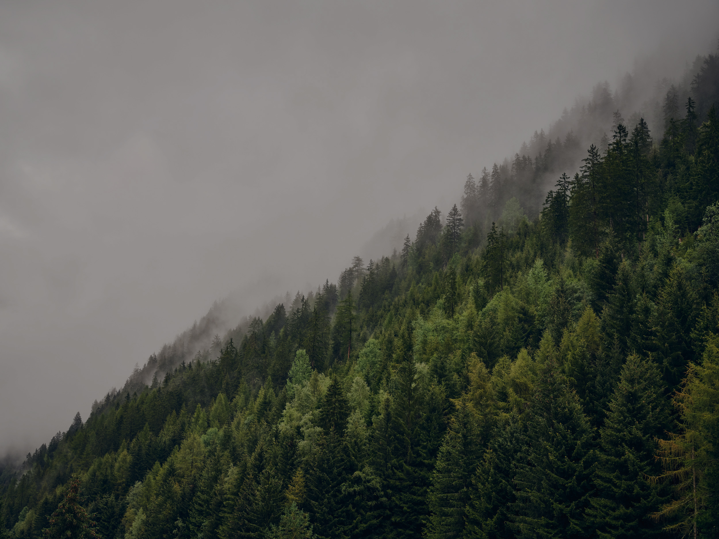 Low-hanging clouds over a forested mountain slope