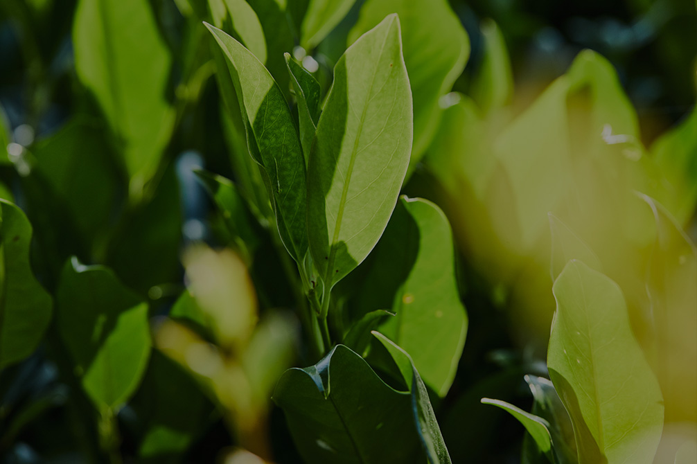  Close-up: Green hedge