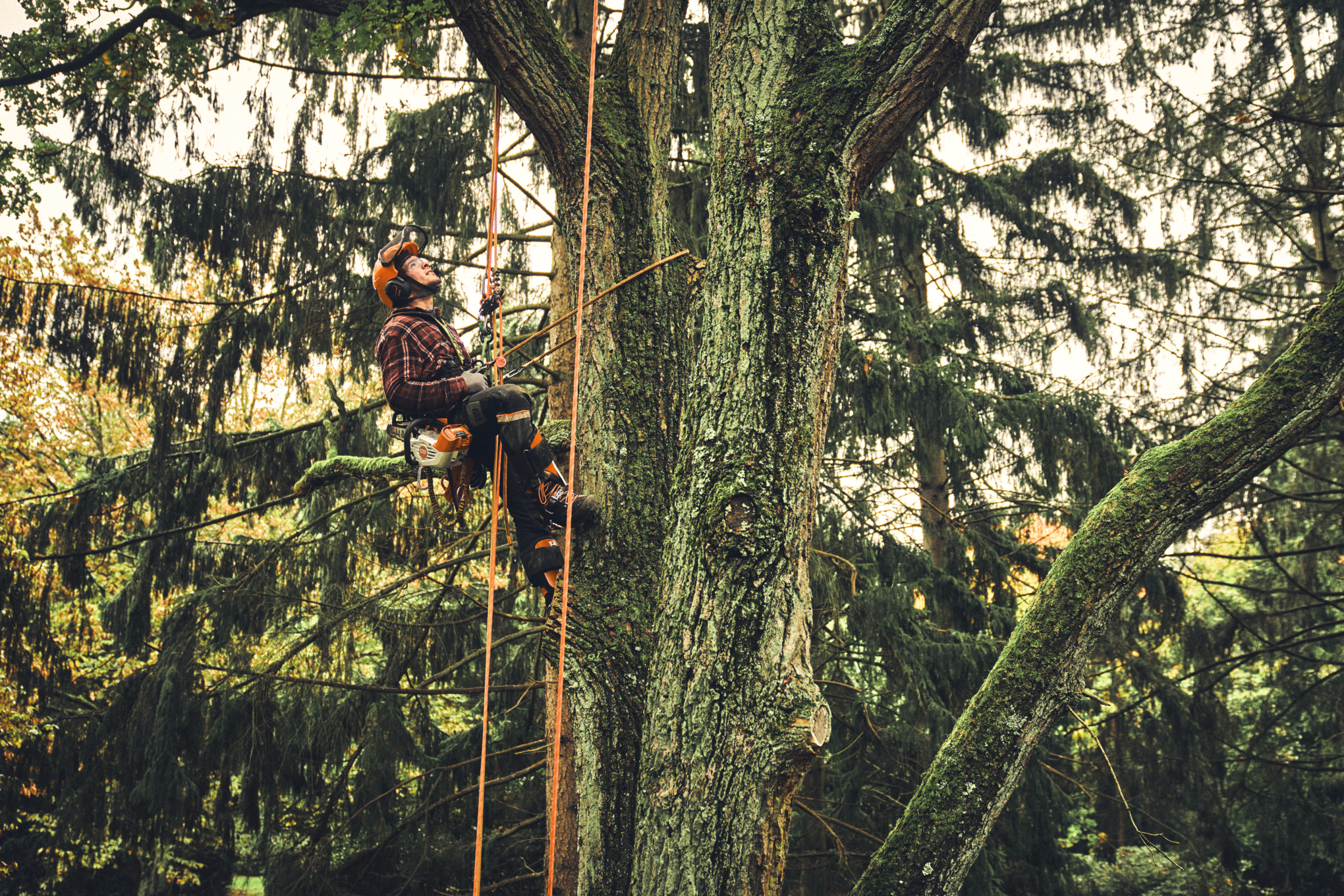 Man limbing with STIHL MSA 190 T cordless chainsaw