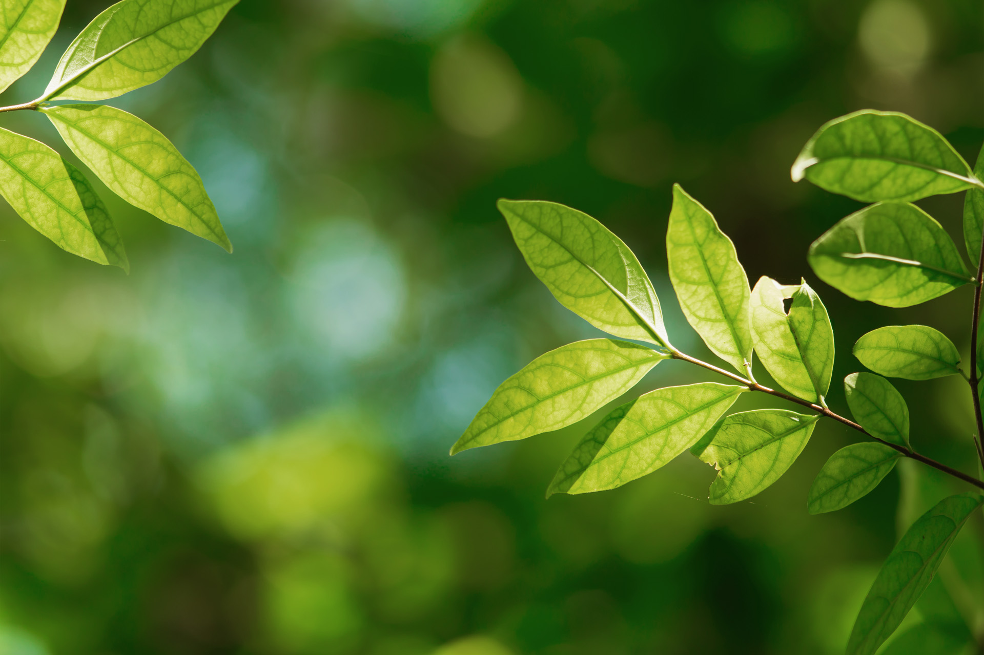 Plant with green leaves